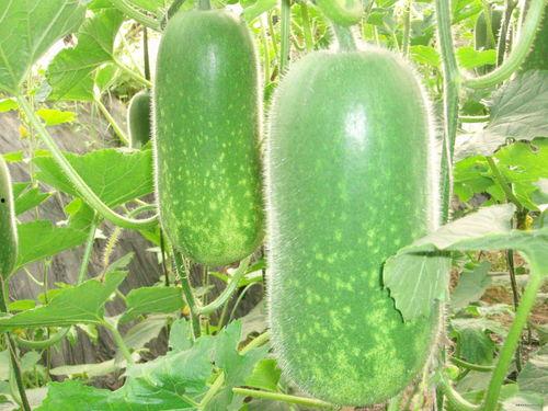 网料吃瓜网站,网料吃瓜网站带你领略娱乐圈风云变幻