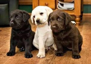 狗去瓜地偷瓜吃视频,瓜地里的欢乐时光