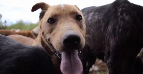 狗去瓜地偷瓜吃视频,瓜地里的欢乐时光