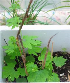 宁晋吃瓜菜花,品味乡村田园的甜蜜滋味