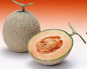 吃西瓜爱闹肚子吃哈密瓜,哈密瓜来解忧