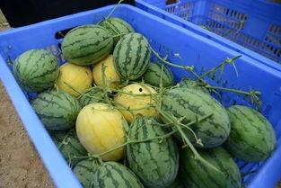 吃瓜资源共享群,网络社交新现象背后的故事