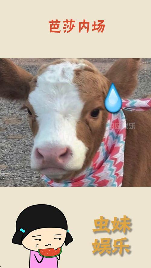 抖音吃瓜牛,揭秘娱乐圈幕后故事