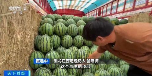 天通苑吃瓜,吃瓜群众的欢乐盛宴