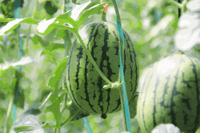 竞人吃瓜,揭秘娱乐圈幕后真相