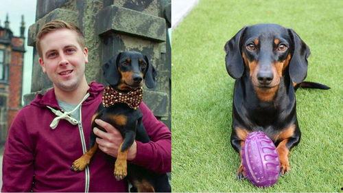 狗吃瓜图片大全图片