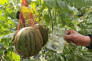 销售吃瓜搞笑,销售界的欢乐盛宴