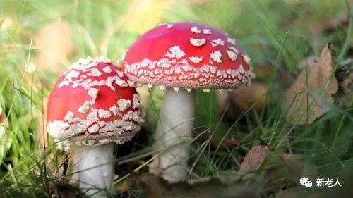 翻滚吧吃瓜菌,揭秘娱乐圈的幕后真相与趣味瞬间