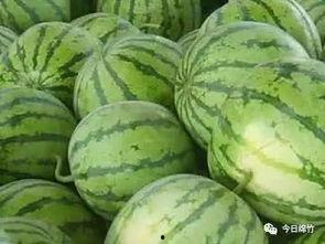 熟瓜怎么吃最甜,解锁最甜口感之道