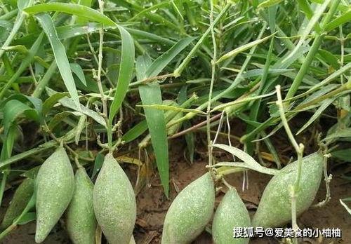 梦见别人吃羊角瓜